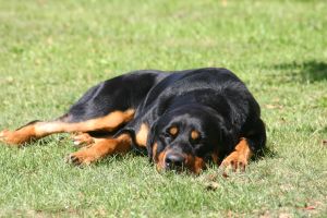 Rottweiler laying down