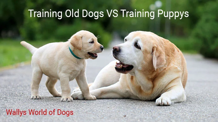 Old Dog vs Puppy Training