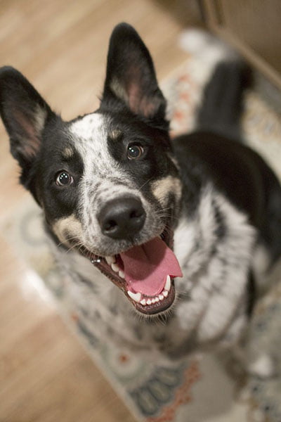 Advanced Dog Training - Dog Paying Attention