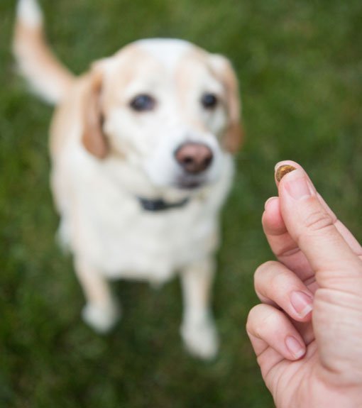 Long Island Basic dog Training Program